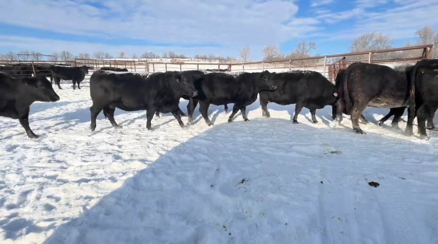 What an opportunity, March for 75 days calving!- BC1208D5